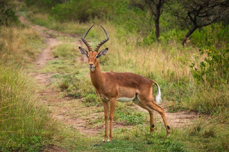 048 Tala Game Reserve, Zuid-Afrika.jpg